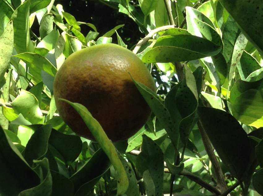 Juicer - 2 - Kitchen appliances  on Aster Vender