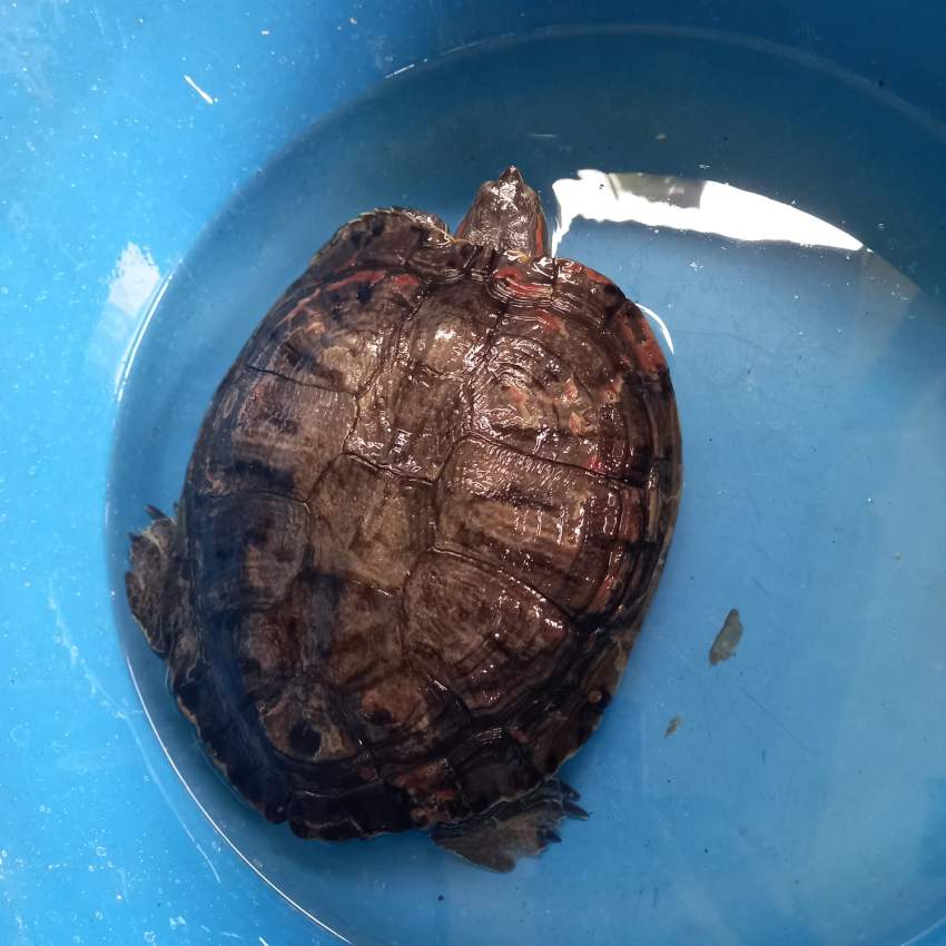 Red slider Turtle - 2 - Turtles  on Aster Vender