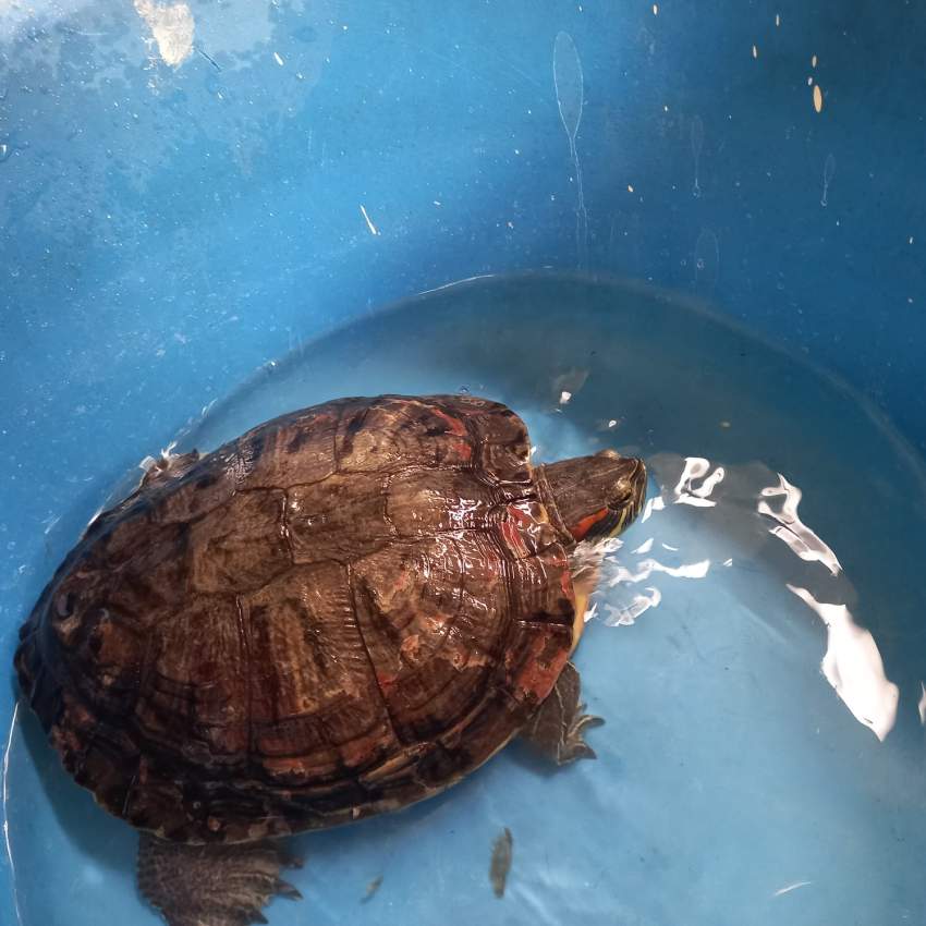 Red slider Turtle - 1 - Turtles  on Aster Vender