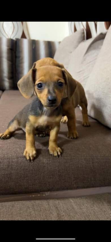 Teckel - 0 - Dogs  on Aster Vender