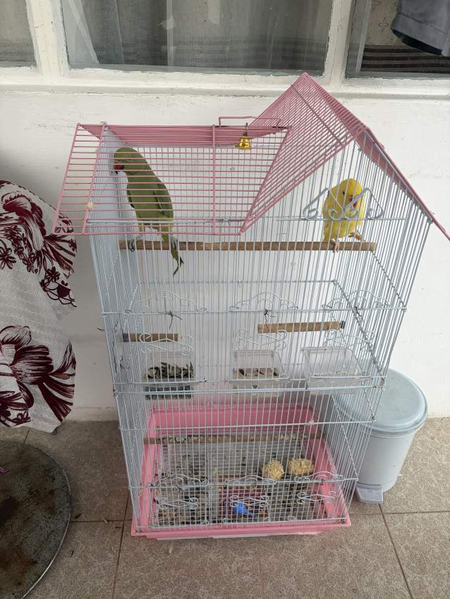 Cato Vert et Jaune - 3 - Birds  on Aster Vender