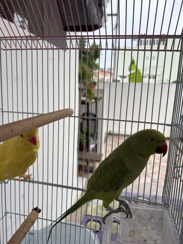 Cato Vert et Jaune - 2 - Birds  on Aster Vender