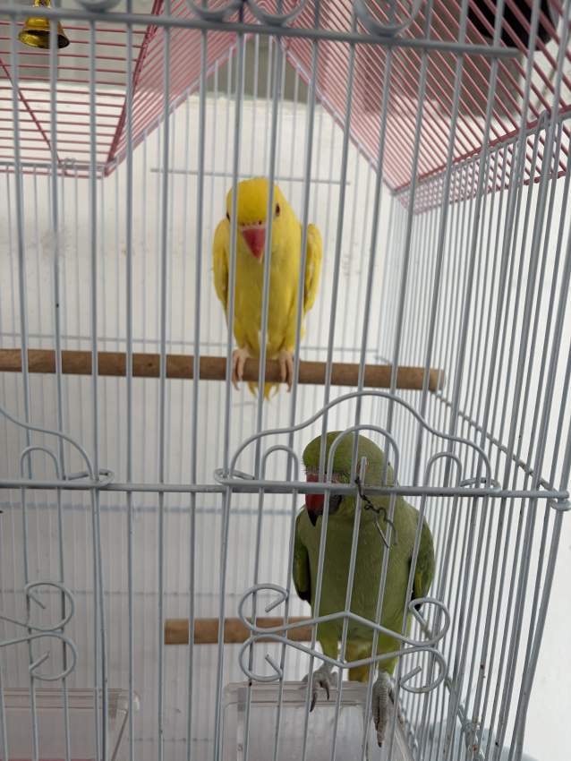 Cato Vert et Jaune - 1 - Birds  on Aster Vender