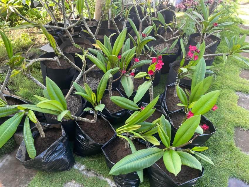 Frangipani/Plumeria - 4 - Plants and Trees  on Aster Vender