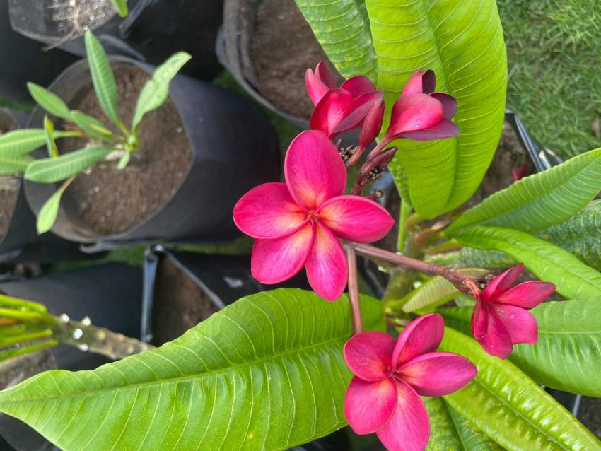 Frangipani/Plumeria - 2 - Plants and Trees  on Aster Vender