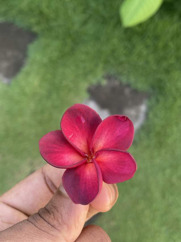 Frangipani/Plumeria - 1 - Plants and Trees  on Aster Vender