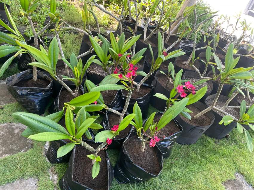 Frangipani/Plumeria - 3 - Plants and Trees  on Aster Vender