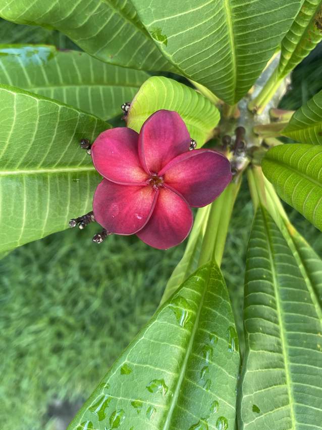 Frangipani/Plumeria - 0 - Plants and Trees  on Aster Vender