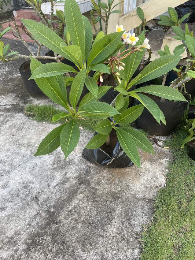 Frangipani/Plumeria - 2 - Plants and Trees  on Aster Vender