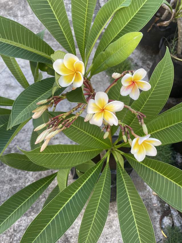 Frangipani/Plumeria - 1 - Plants and Trees  on Aster Vender