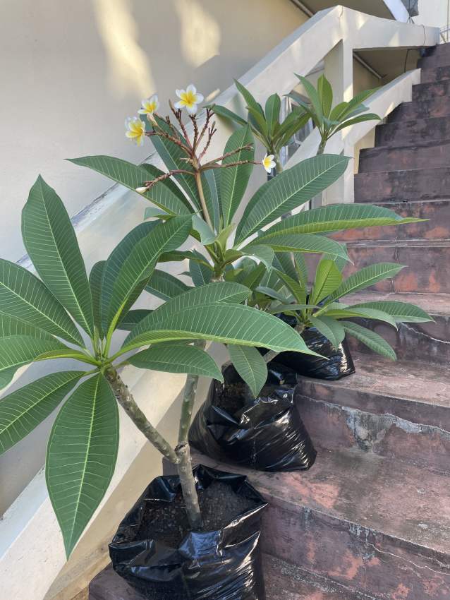 Frangipani/Plumeria - 3 - Plants and Trees  on Aster Vender