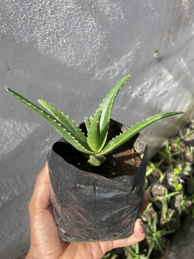Aloe vera - 1 - Plants and Trees  on Aster Vender