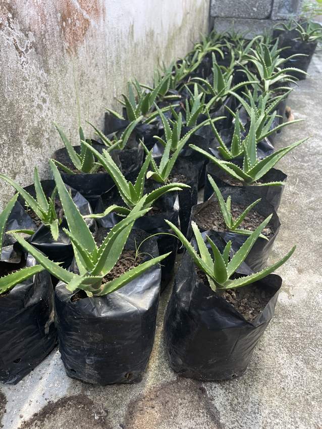 Aloe vera - 2 - Plants and Trees  on Aster Vender