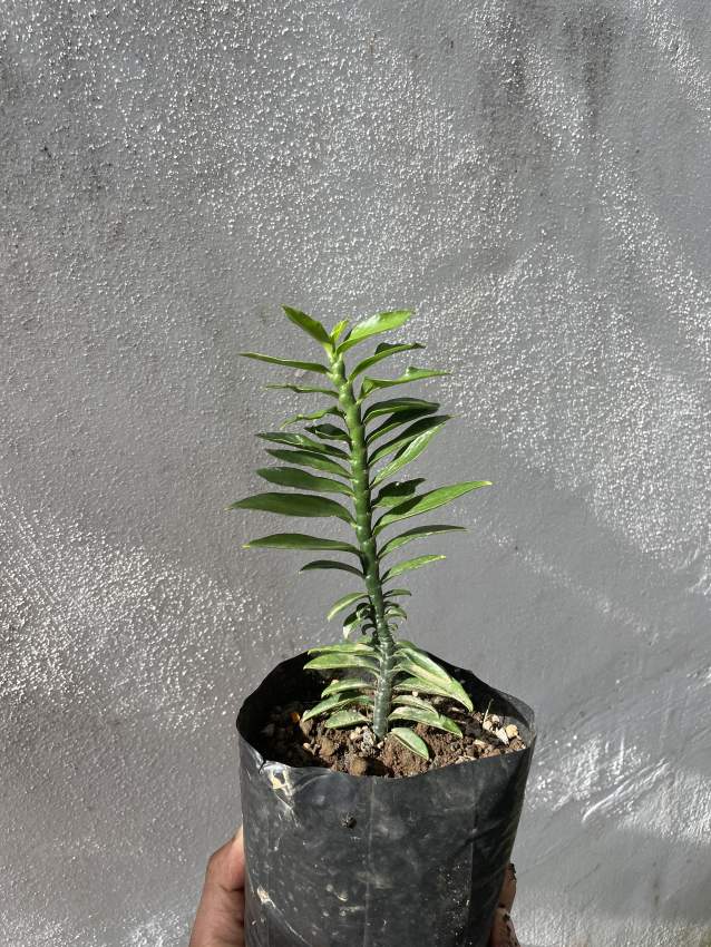 Pedilathus Tithymaloides - 0 - Plants and Trees  on Aster Vender