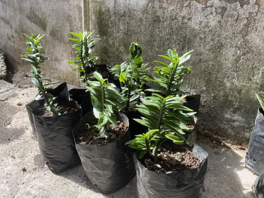 Pedilathus Tithymaloides - 1 - Plants and Trees  on Aster Vender