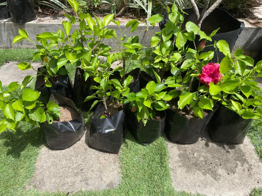 Hibiscus Double - 1 - Plants and Trees  on Aster Vender