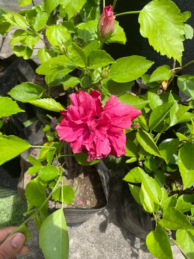 Hibiscus Double - 0 - Plants and Trees  on Aster Vender