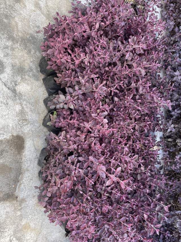 Althernanthera Red - 2 - Plants and Trees  on Aster Vender