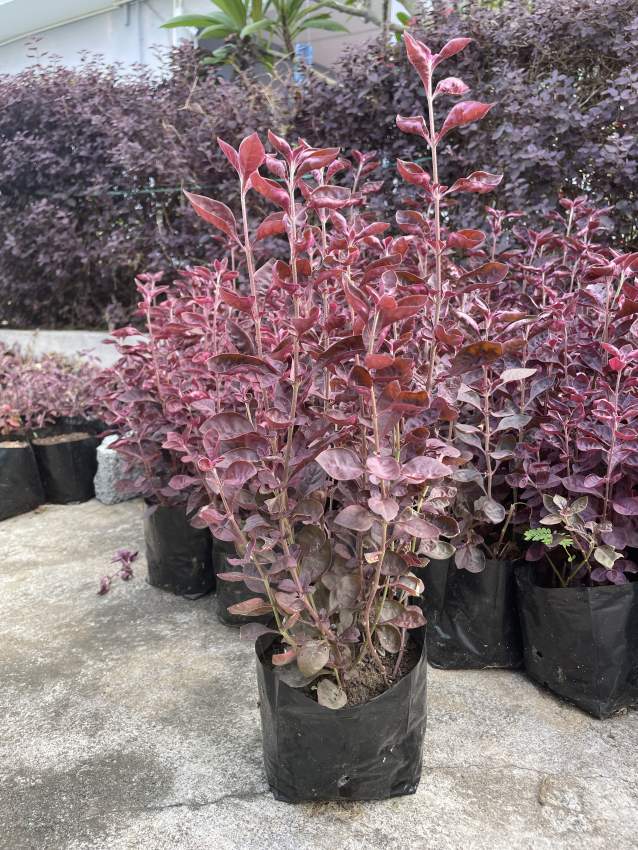 Althernanthera Red