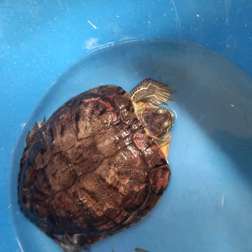 Turtle - 2 - Turtles  on Aster Vender