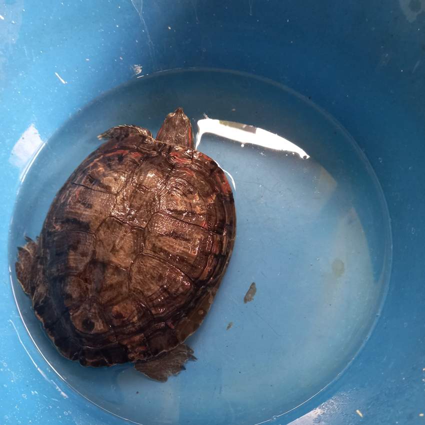 Turtle - 5 - Turtles  on Aster Vender