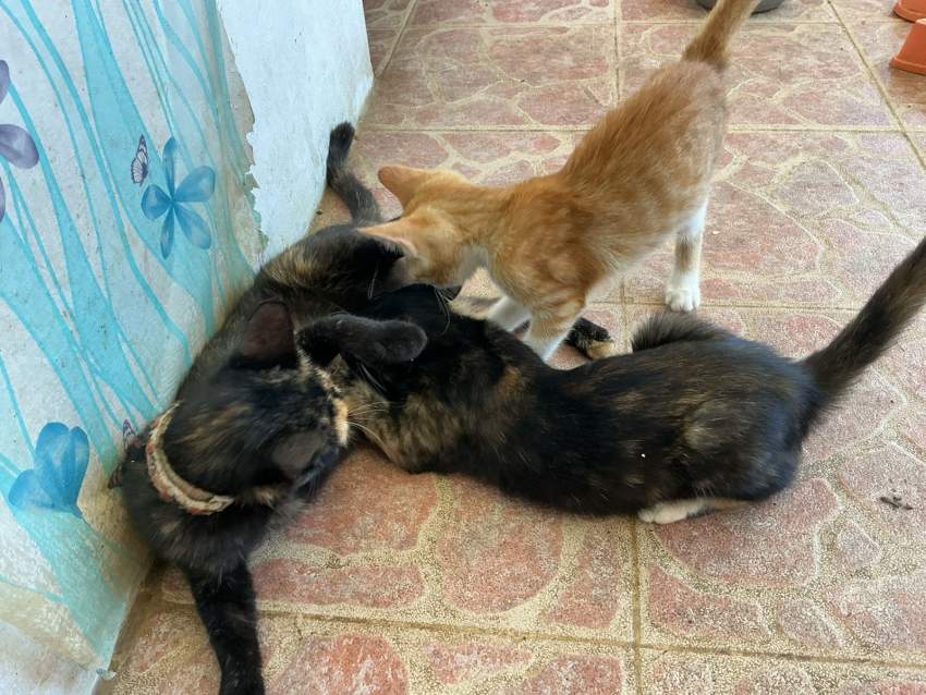 Cats