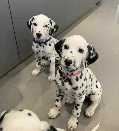 Cachorros de Gran Danés, sanos y adorables, disponibles. - 0 - Dogs  on Aster Vender