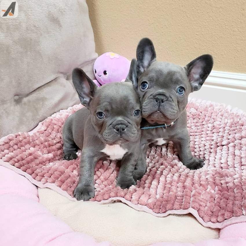 Cachorros de Bulldog Francés (machos y hembras) entrenados