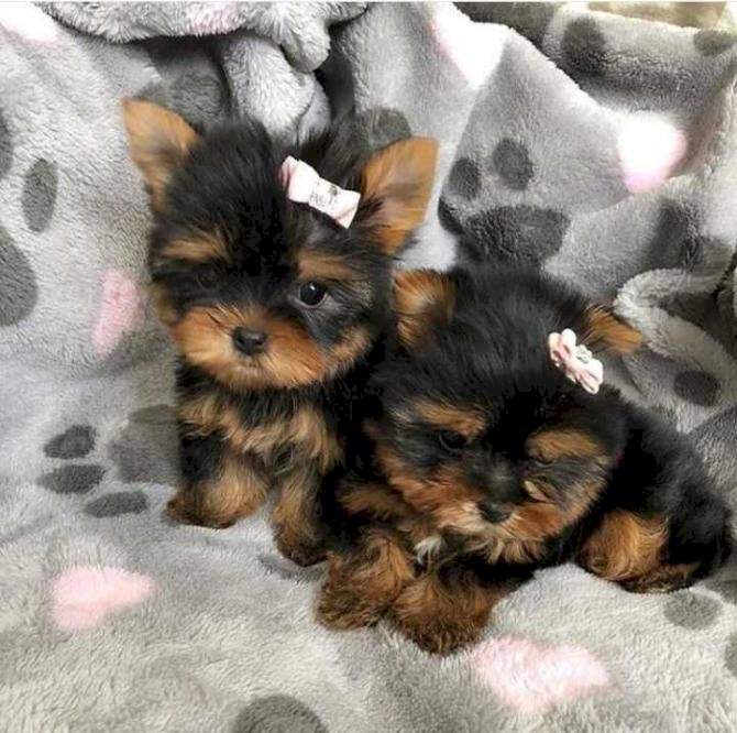 Cachorro de Yorkshire Terrier miniatura en venta - 1 - Dogs  on Aster Vender