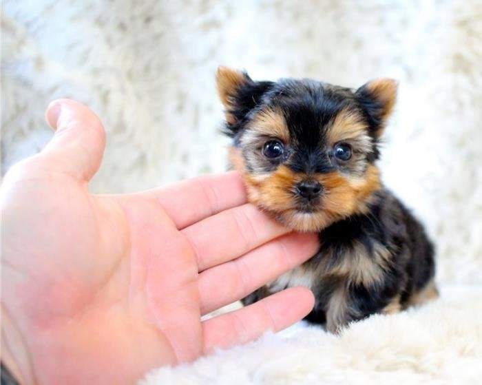 Cachorro de Yorkshire Terrier miniatura en venta - 3 - Dogs  on Aster Vender