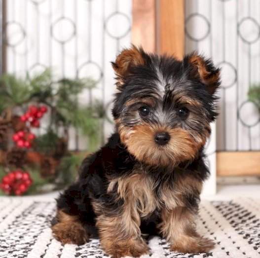 Cachorro de Yorkshire Terrier miniatura en venta - 4 - Dogs  on Aster Vender