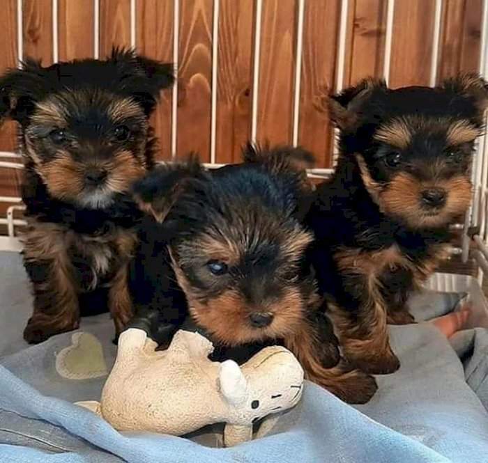 Cachorro de Yorkshire Terrier miniatura en venta - 0 - Dogs  on Aster Vender