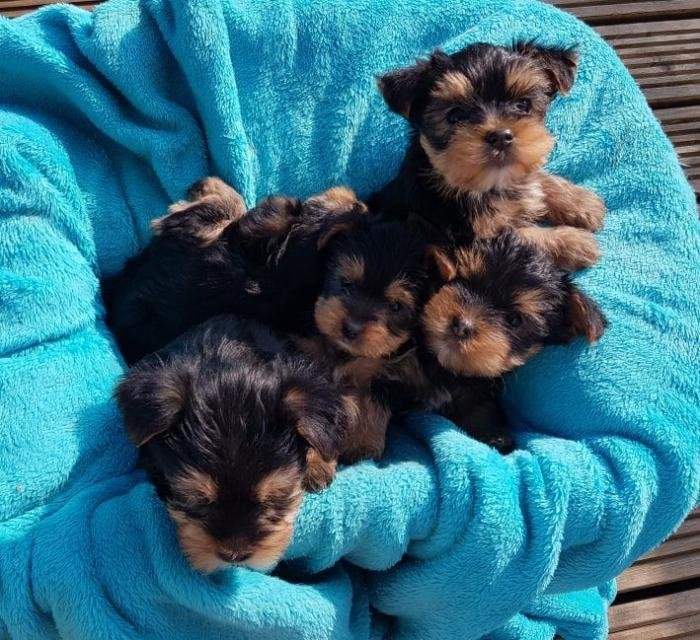 Cachorro de Yorkshire Terrier miniatura en venta - 2 - Dogs  on Aster Vender