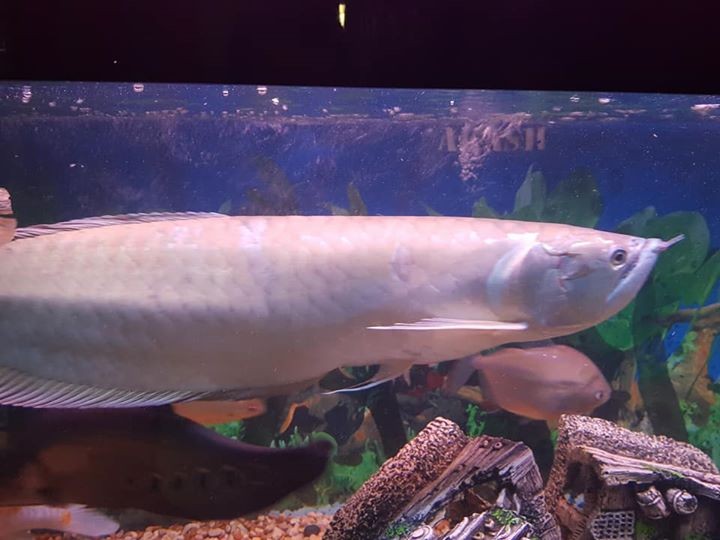Silver arowana for sale - 2 -  Aquarium fish  on Aster Vender