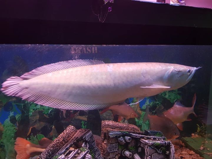Silver arowana for sale - 3 -  Aquarium fish  on Aster Vender