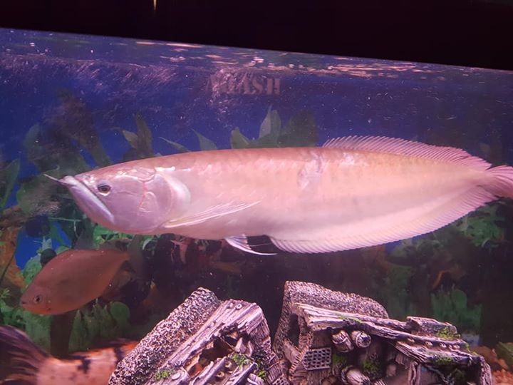 Silver arowana for sale - 0 -  Aquarium fish  on Aster Vender
