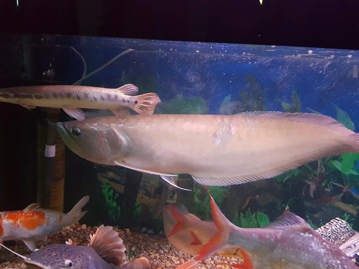 Silver arowana for sale - 1 -  Aquarium fish  on Aster Vender