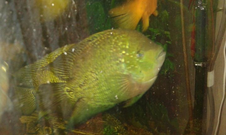 Fish - 1 -  Aquarium fish  on Aster Vender