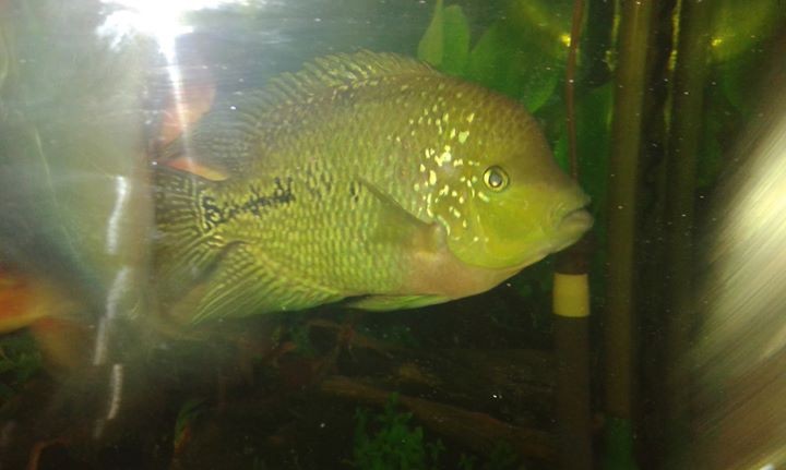 Fish - 0 -  Aquarium fish  on Aster Vender