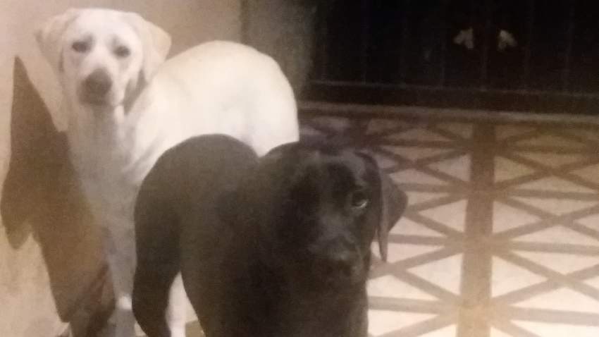 Labrador dogs - 0 - Dogs  on Aster Vender