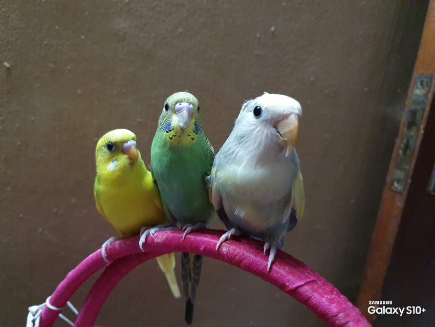 Perruche tamed  - 0 - Birds  on Aster Vender