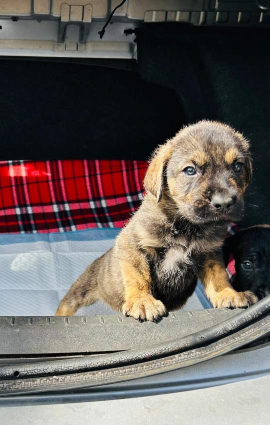 Cane corso