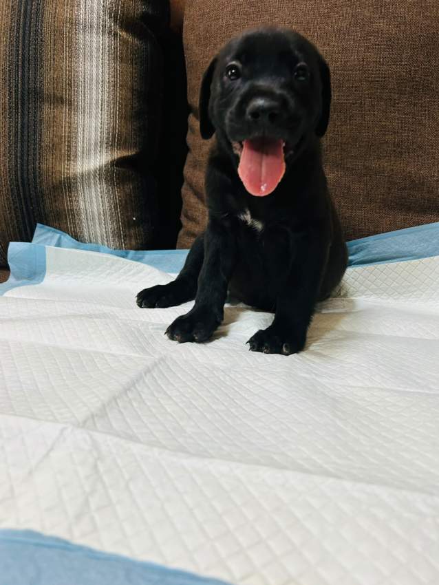 Cane corso - 1 - Dogs  on Aster Vender