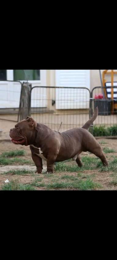 Chiots à vendre