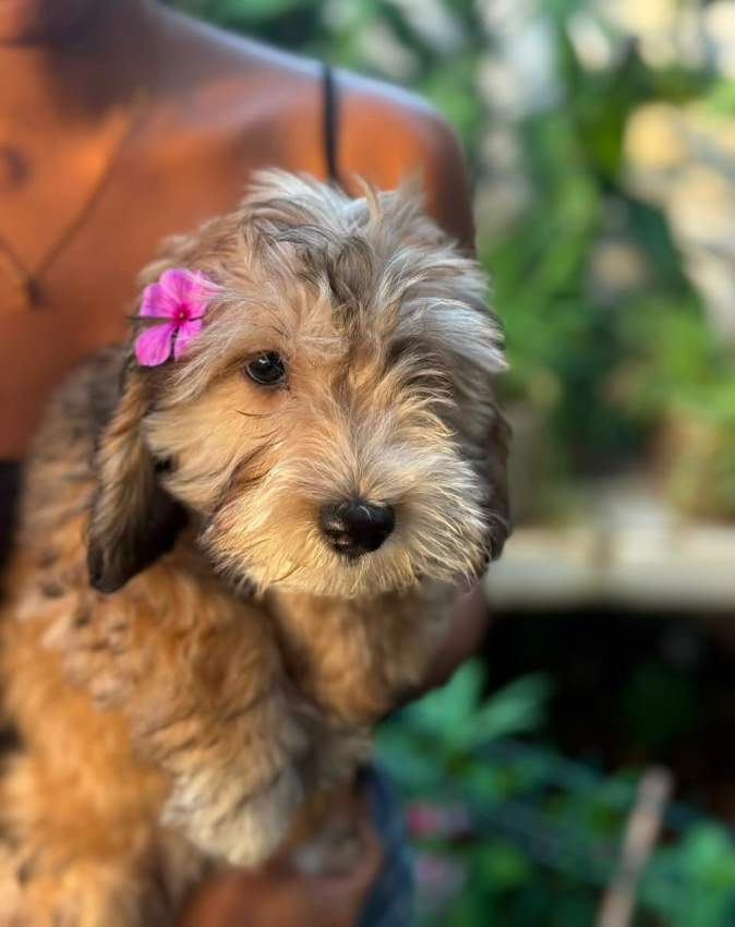 3 femelle griffon nain de 4 mois - 2 - Dogs  on Aster Vender