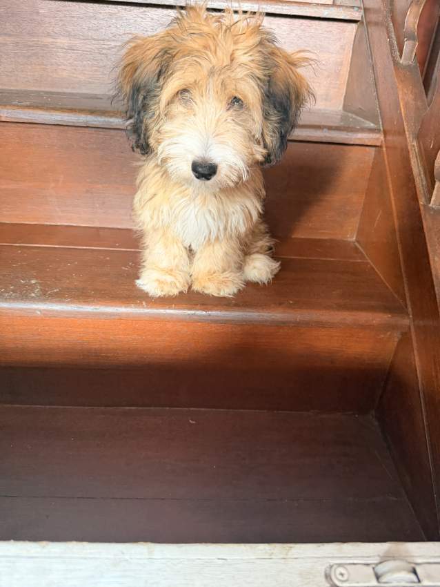 3 femelle griffon nain de 4 mois - 4 - Dogs  on Aster Vender