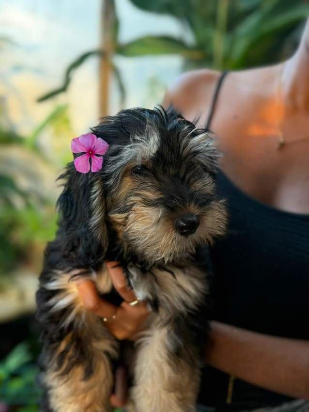 3 femelle griffon nain de 4 mois - 1 - Dogs  on Aster Vender
