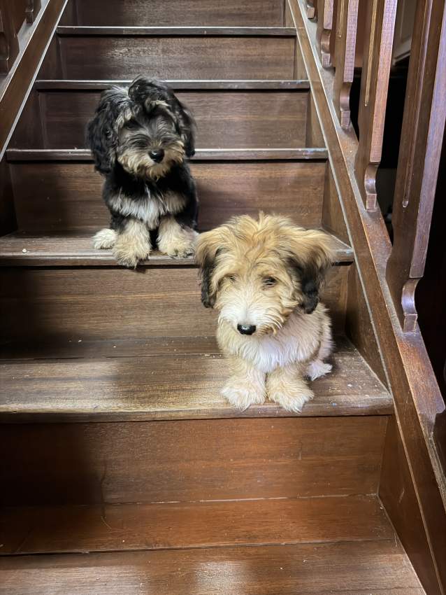 3 femelle griffon nain de 4 mois - 5 - Dogs  on Aster Vender