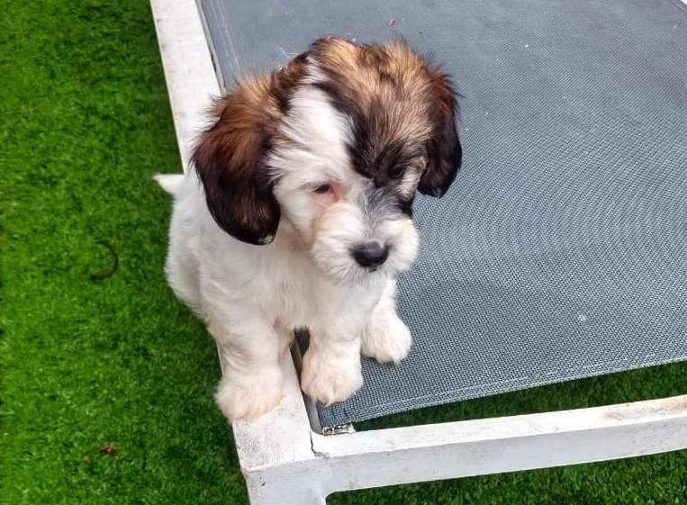 for sale, bichon dog -