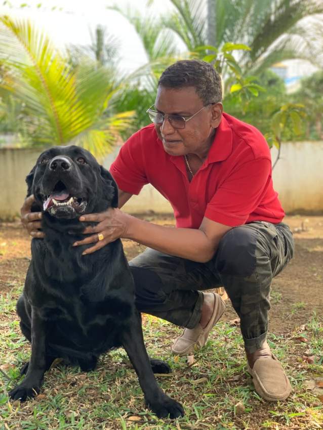 Black Retriever Stud Available on Aster Vender